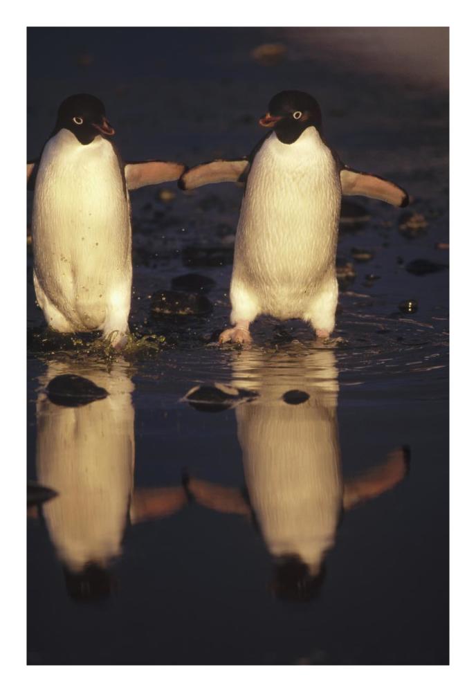Adelie Penguins crossing summer melt pool, Cape Adare, Ross Sea, Antarctica-Paper Art-18"x26"