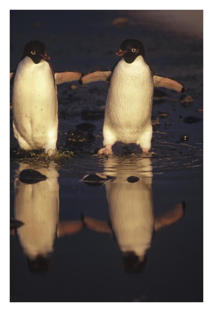 Adelie Penguins crossing summer melt pool, Cape Adare, Ross Sea, Antarctica-Paper Art-22"x32"