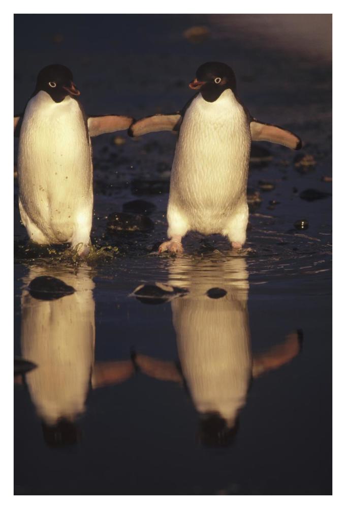 Adelie Penguins crossing summer melt pool, Cape Adare, Ross Sea, Antarctica-Paper Art-26"x38"