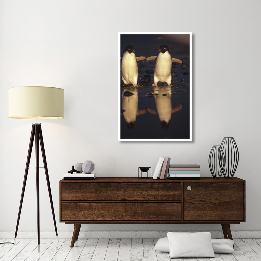 Adelie Penguins crossing summer melt pool, Cape Adare, Ross Sea, Antarctica-Paper Art-34&quotx50"