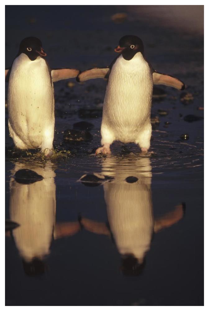 Adelie Penguins crossing summer melt pool, Cape Adare, Ross Sea, Antarctica-Paper Art-42"x62"