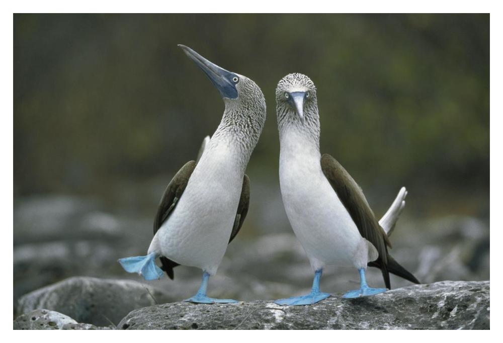 Blue-footed Boobies in courtship dance, Punta Cevallos, Galapagos Islands, Ecuador-Paper Art-20"x14"