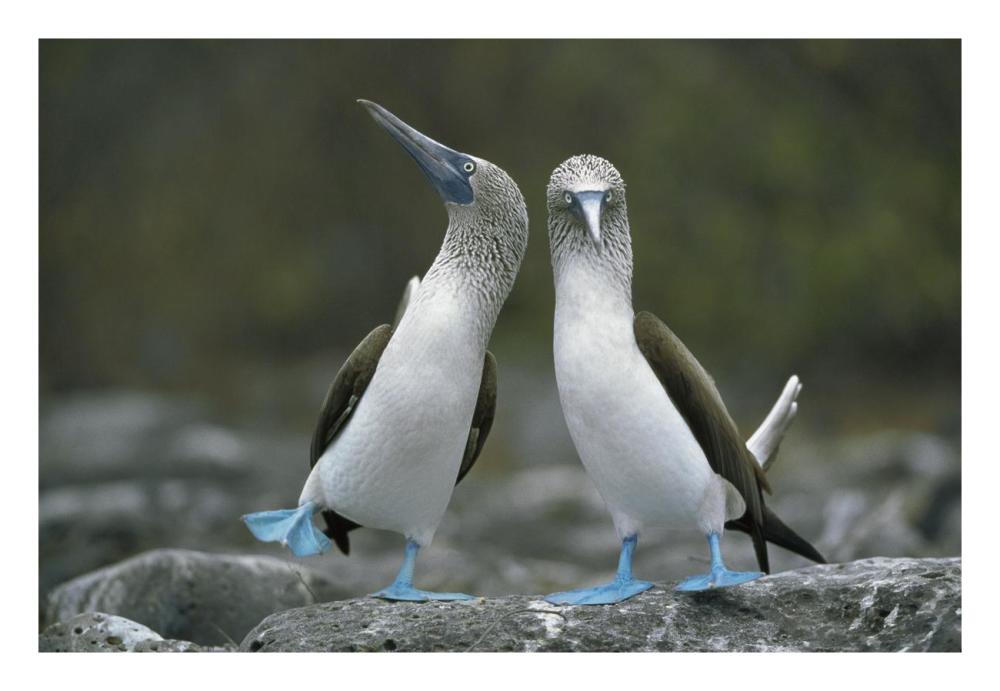 Blue-footed Boobies in courtship dance, Punta Cevallos, Galapagos Islands, Ecuador-Paper Art-26"x18"