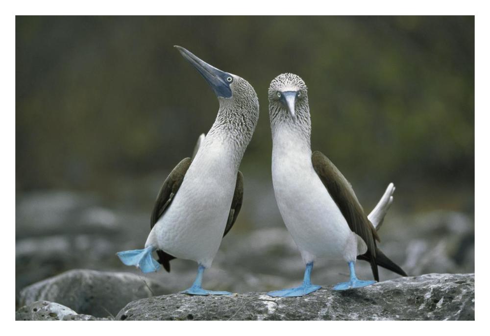 Blue-footed Boobies in courtship dance, Punta Cevallos, Galapagos Islands, Ecuador-Paper Art-32"x22"