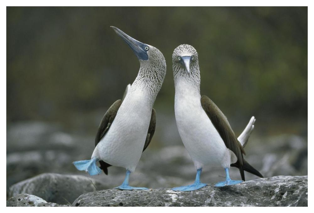 Blue-footed Boobies in courtship dance, Punta Cevallos, Galapagos Islands, Ecuador-Paper Art-50"x34"