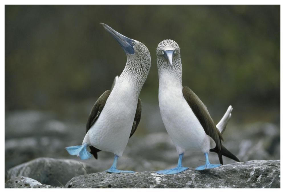 Blue-footed Boobies in courtship dance, Punta Cevallos, Galapagos Islands, Ecuador-Paper Art-62"x42"