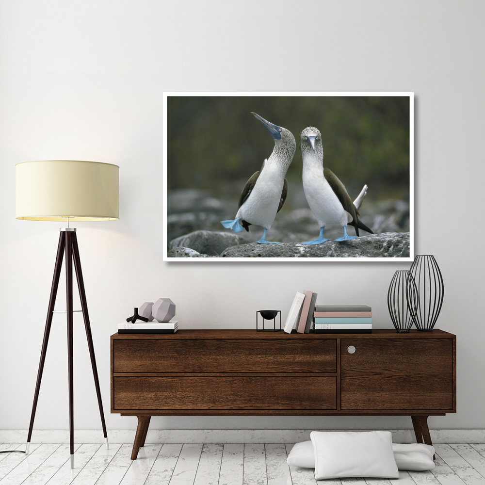 Blue-footed Boobies in courtship dance, Punta Cevallos, Galapagos Islands, Ecuador-Paper Art-62&quotx42"