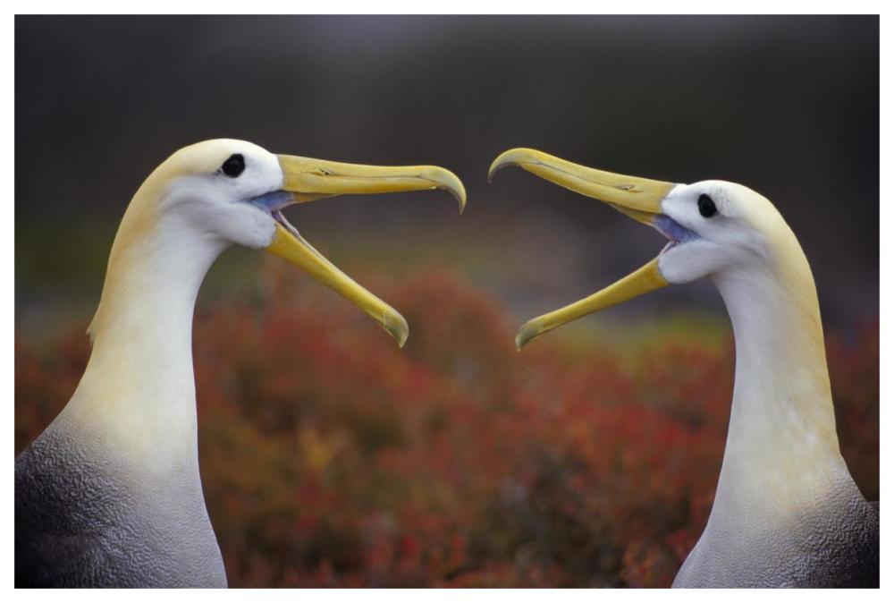 Waved Albatross courtship display, Punta Cevallos, Galapagos Islands, Ecuador-Paper Art-62"x42"