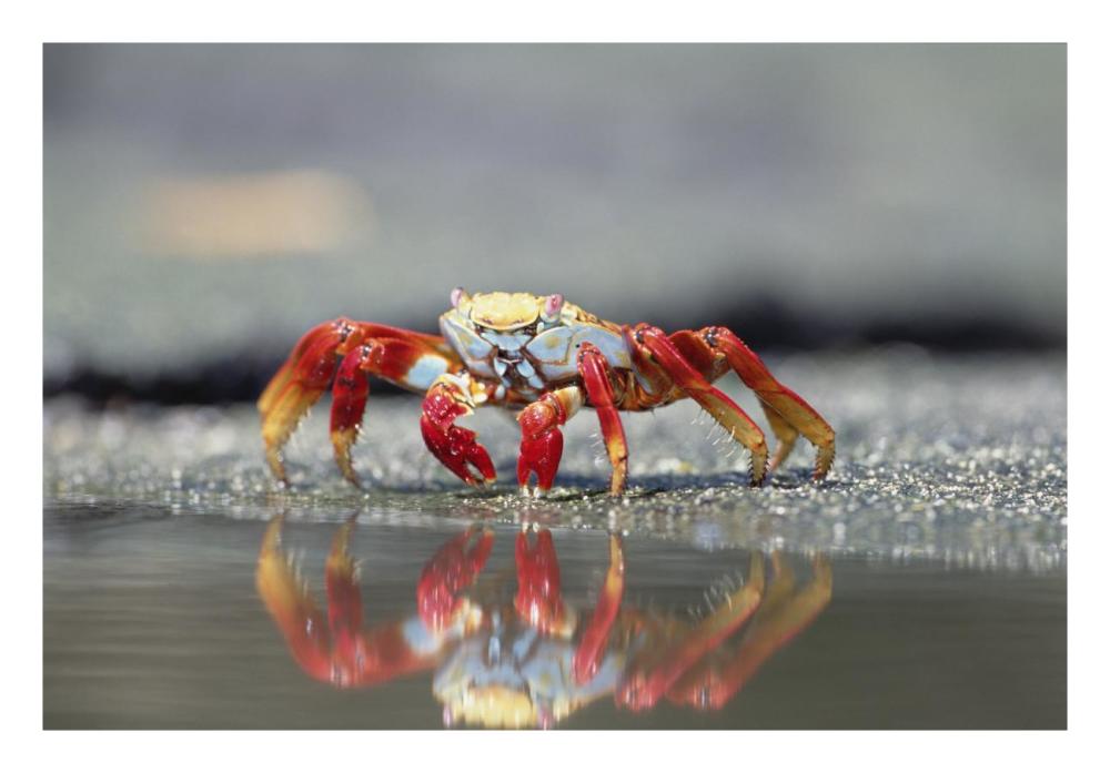 Sally Lightfoot Crab feeding, Punta Espinosa, Galapagos Islands, Ecuador-Paper Art-26"x18"