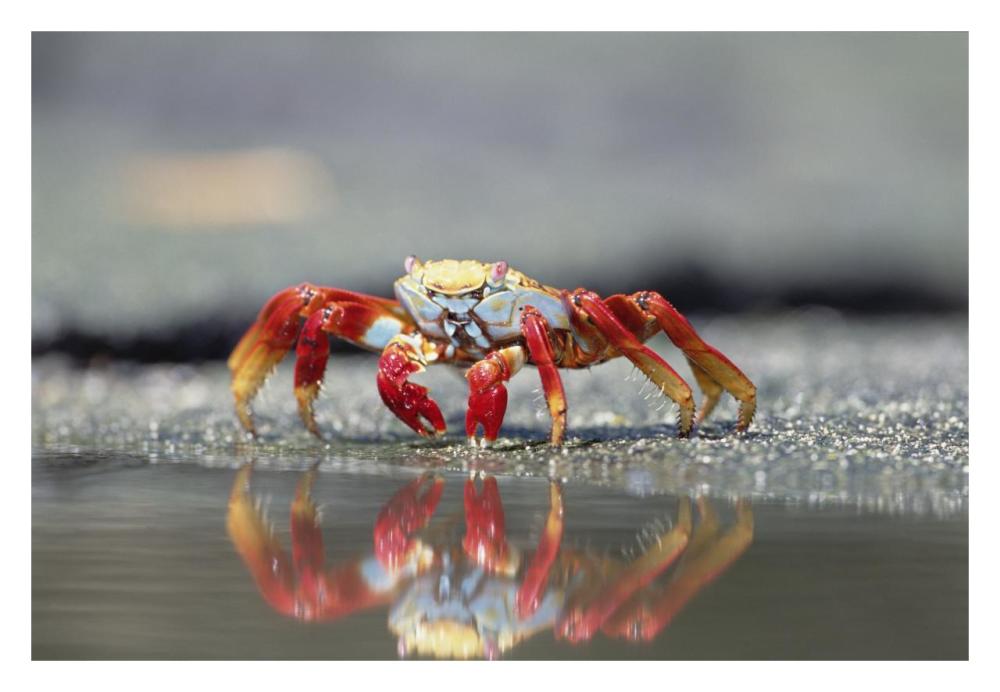 Sally Lightfoot Crab feeding, Punta Espinosa, Galapagos Islands, Ecuador-Paper Art-32"x22"