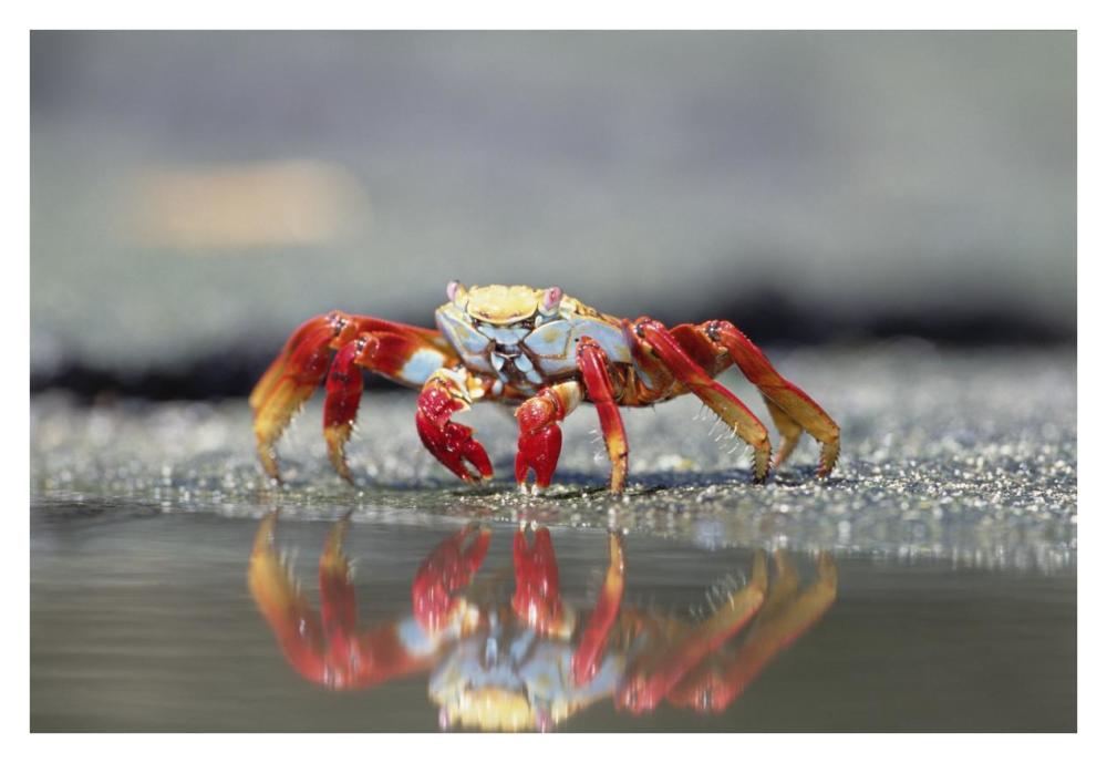 Sally Lightfoot Crab feeding, Punta Espinosa, Galapagos Islands, Ecuador-Paper Art-38"x26"