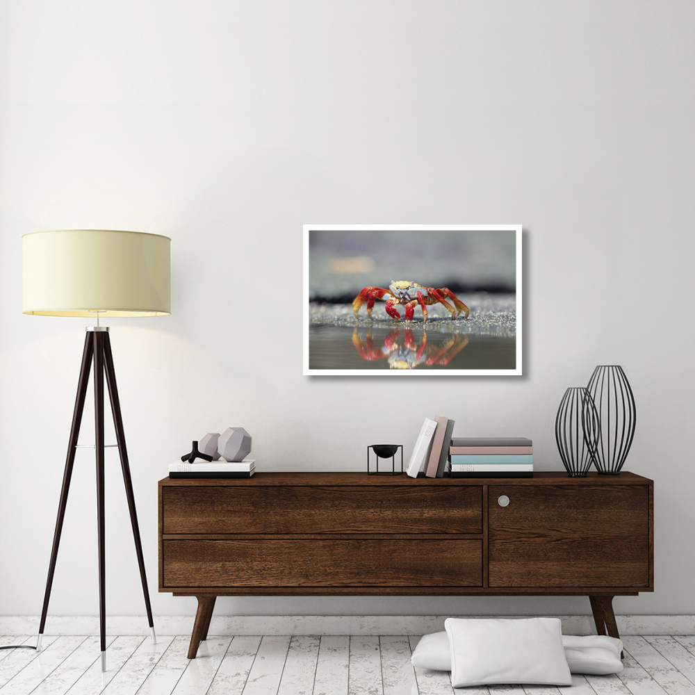 Sally Lightfoot Crab feeding, Punta Espinosa, Galapagos Islands, Ecuador-Paper Art-38&quotx26"