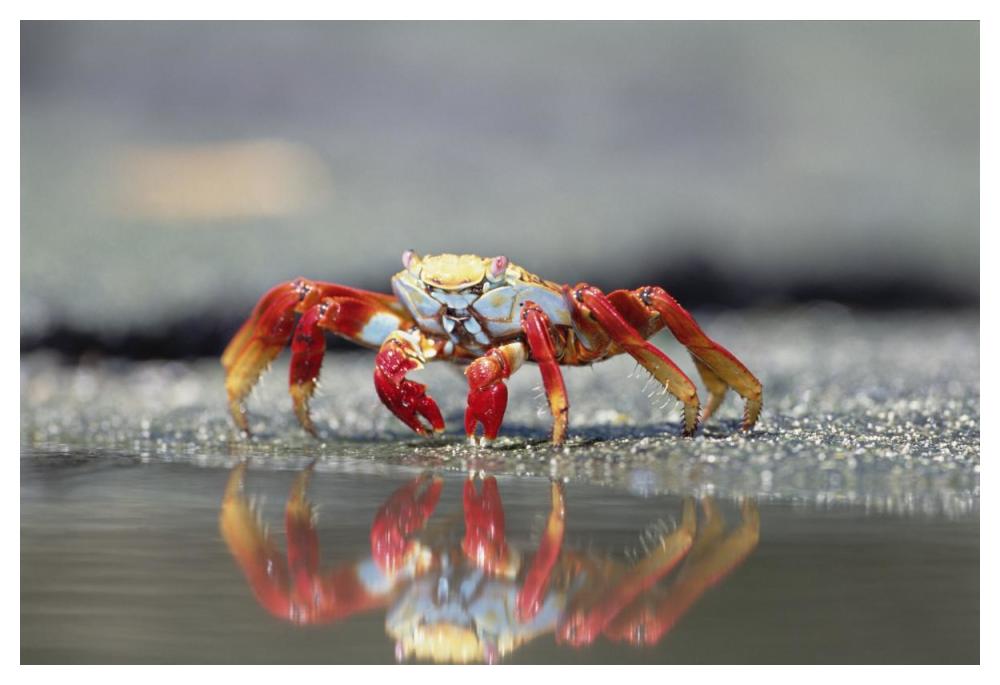 Sally Lightfoot Crab feeding, Punta Espinosa, Galapagos Islands, Ecuador-Paper Art-50"x34"