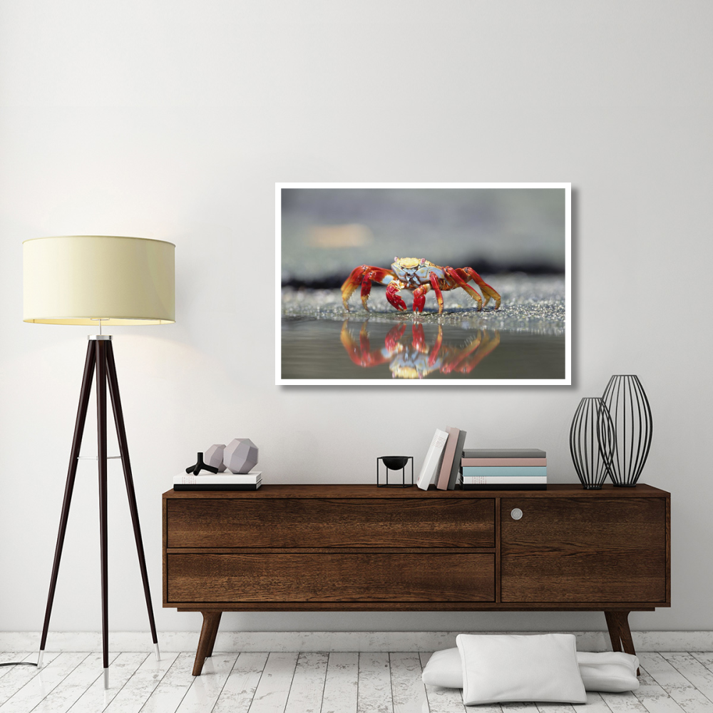 Sally Lightfoot Crab feeding, Punta Espinosa, Galapagos Islands, Ecuador-Paper Art-50&quotx34"