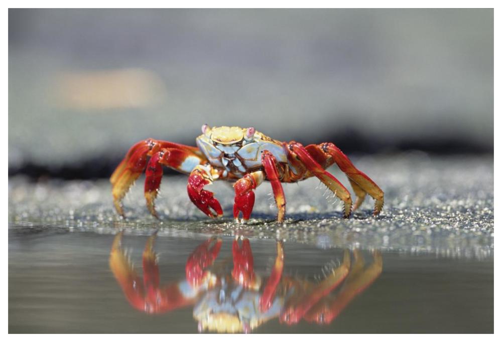 Sally Lightfoot Crab feeding, Punta Espinosa, Galapagos Islands, Ecuador-Paper Art-62"x42"