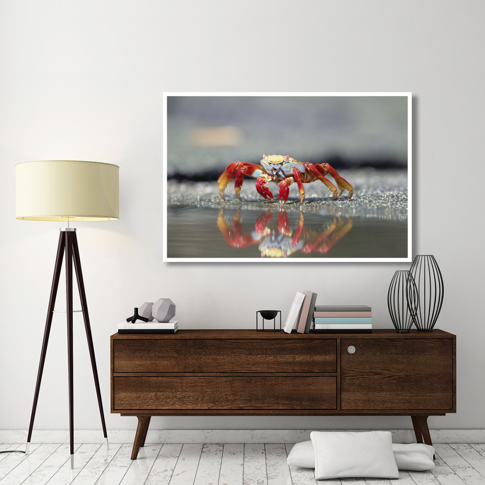 Sally Lightfoot Crab feeding, Punta Espinosa, Galapagos Islands, Ecuador-Paper Art-62&quotx42"