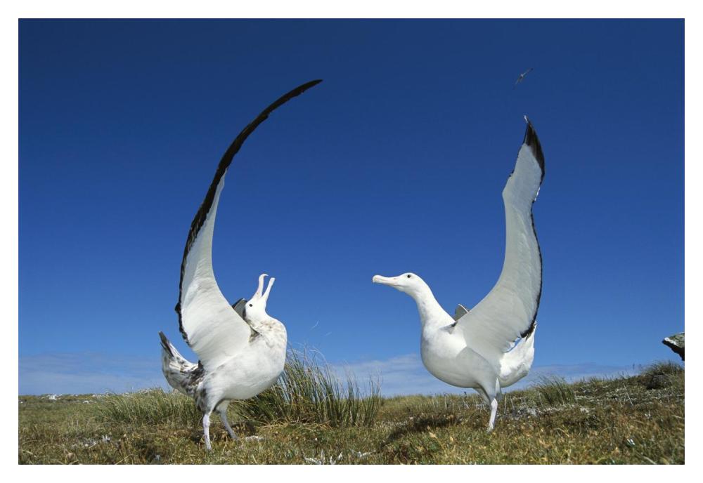 Gibson's Wandering Albatross courtship display, Adams Island, Auckland's Group, New Zealand-Paper Art-20"x14"