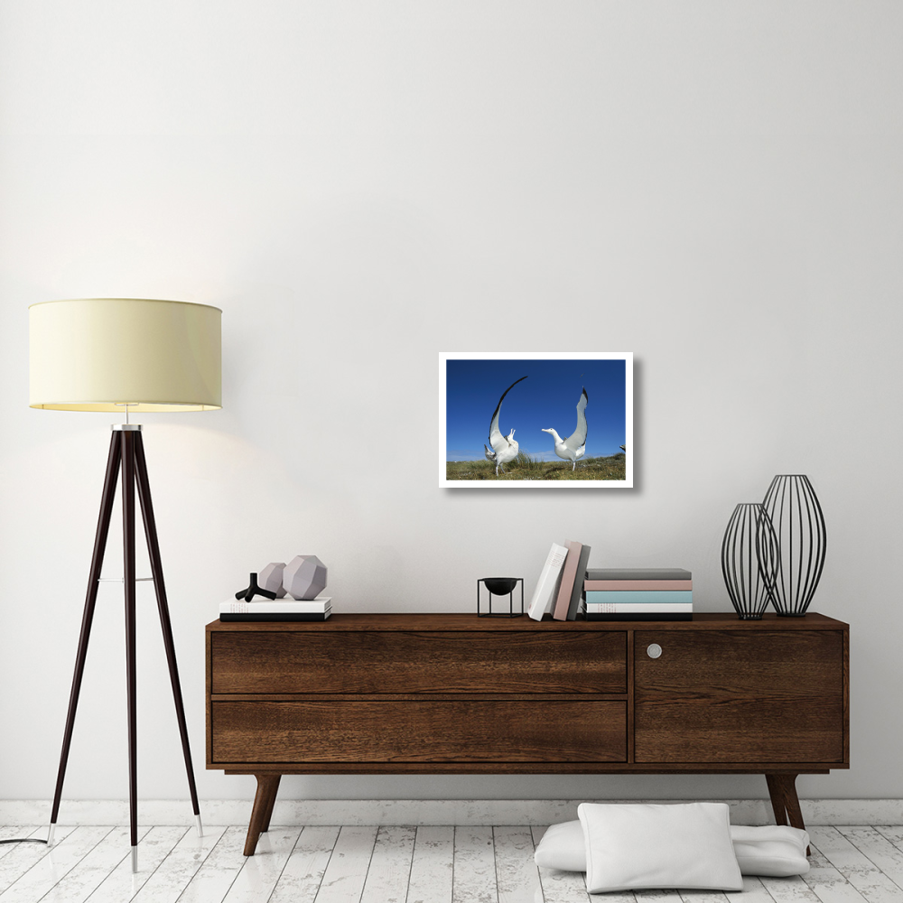 Gibson's Wandering Albatross courtship display, Adams Island, Auckland's Group, New Zealand-Paper Art-26&quotx18"