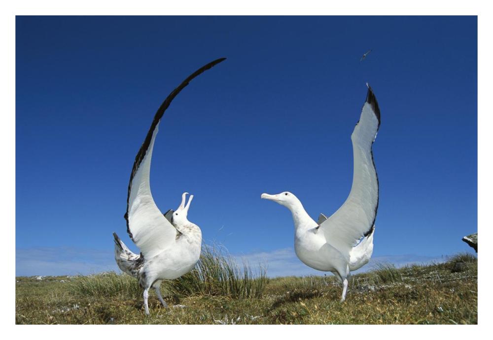 Gibson's Wandering Albatross courtship display, Adams Island, Auckland's Group, New Zealand-Paper Art-32"x22"