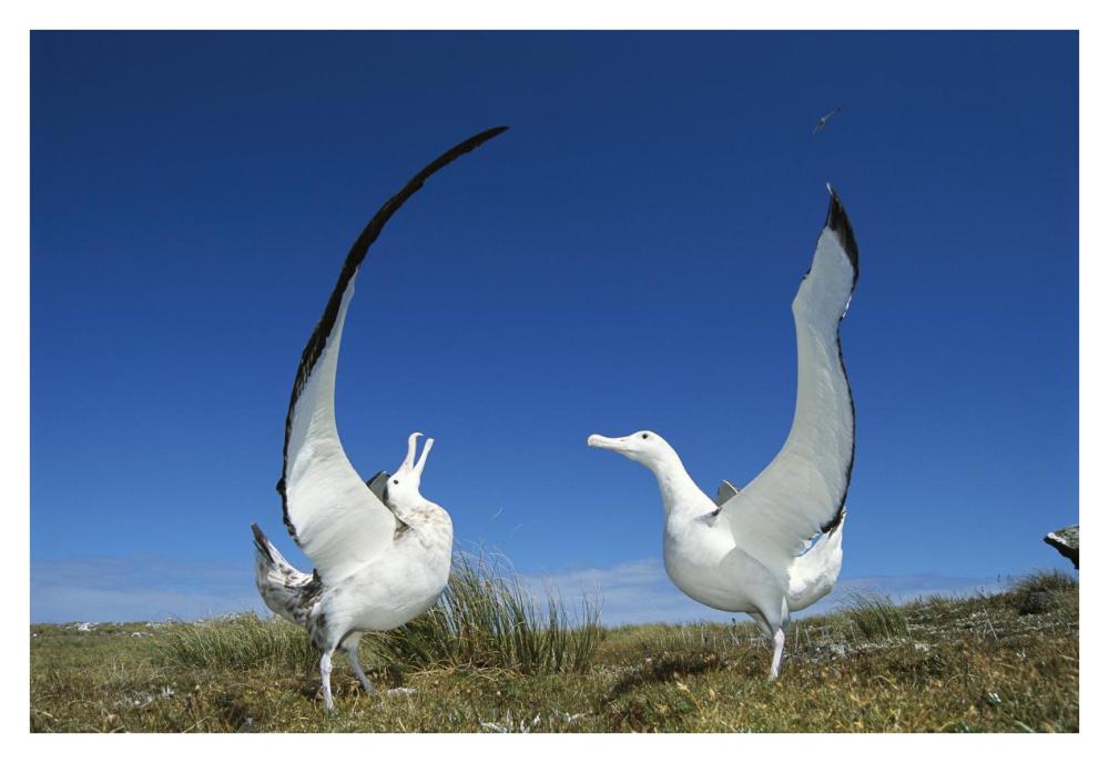Gibson's Wandering Albatross courtship display, Adams Island, Auckland's Group, New Zealand-Paper Art-38"x26"