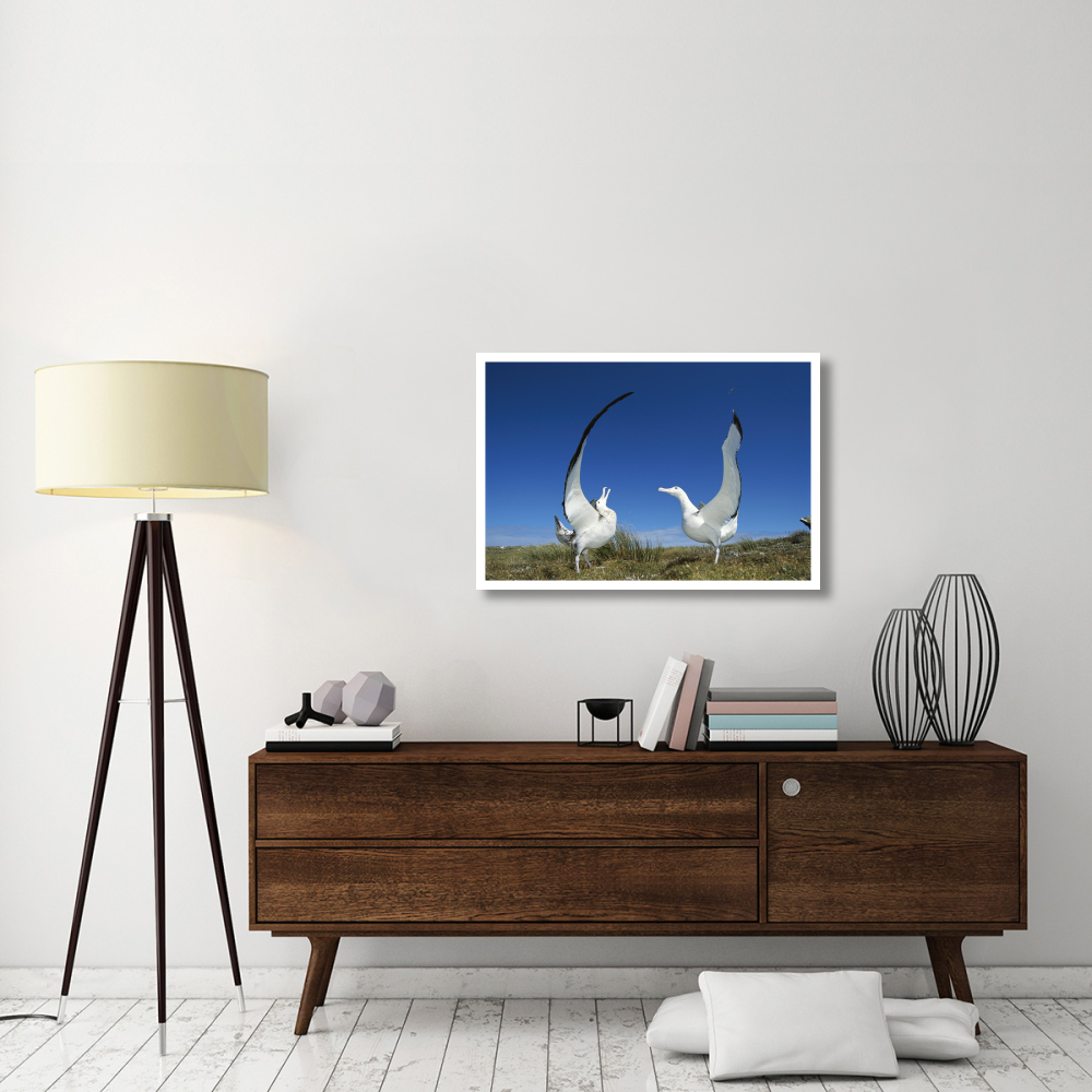 Gibson's Wandering Albatross courtship display, Adams Island, Auckland's Group, New Zealand-Paper Art-38&quotx26"