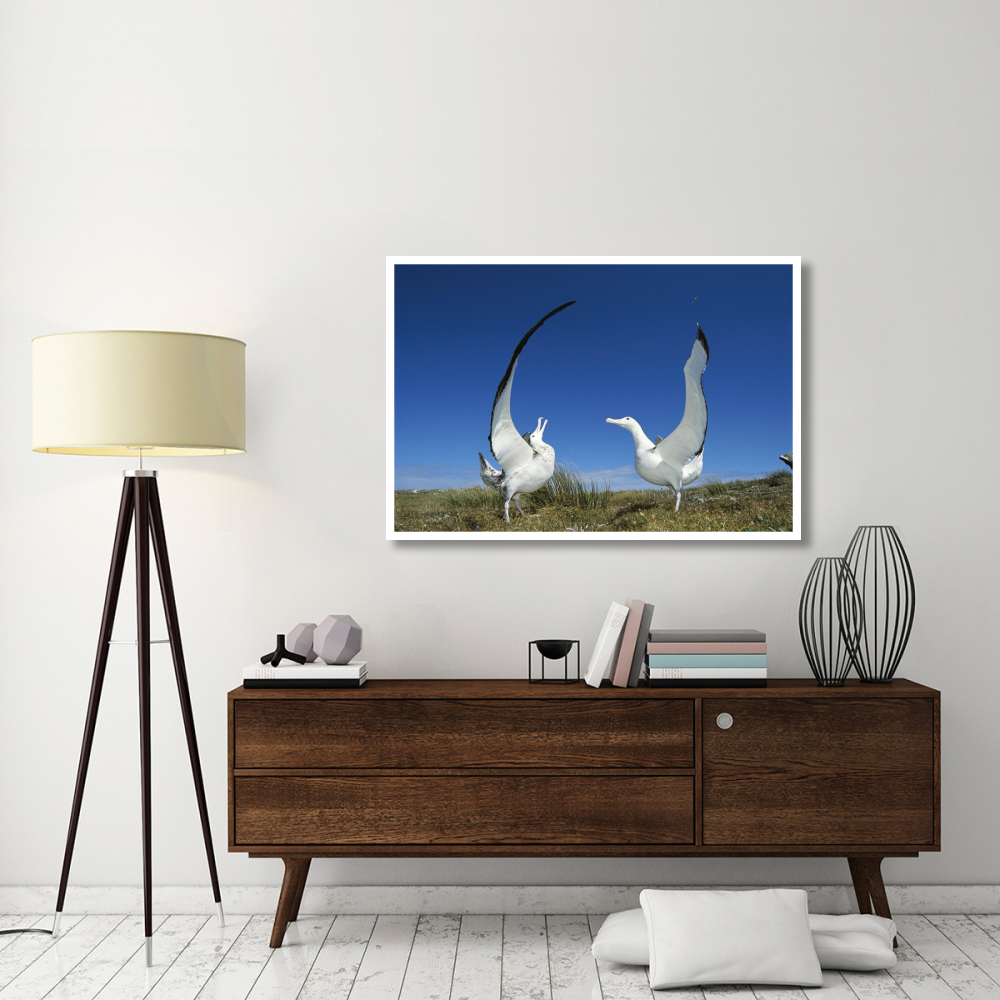 Gibson's Wandering Albatross courtship display, Adams Island, Auckland's Group, New Zealand-Paper Art-50&quotx34"