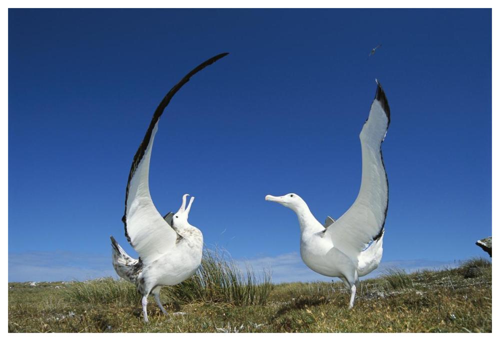 Gibson's Wandering Albatross courtship display, Adams Island, Auckland's Group, New Zealand-Paper Art-62"x42"