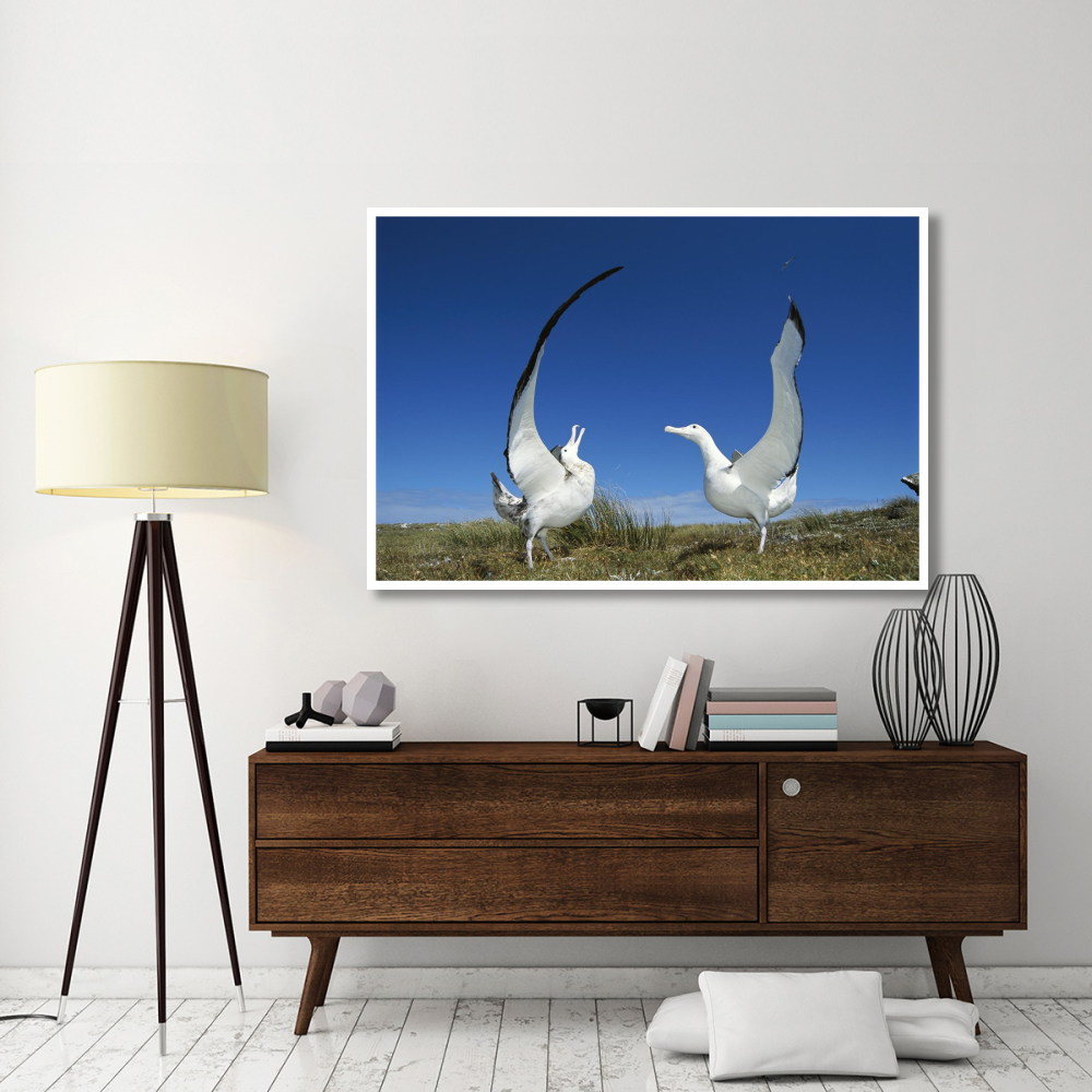 Gibson's Wandering Albatross courtship display, Adams Island, Auckland's Group, New Zealand-Paper Art-62&quotx42"