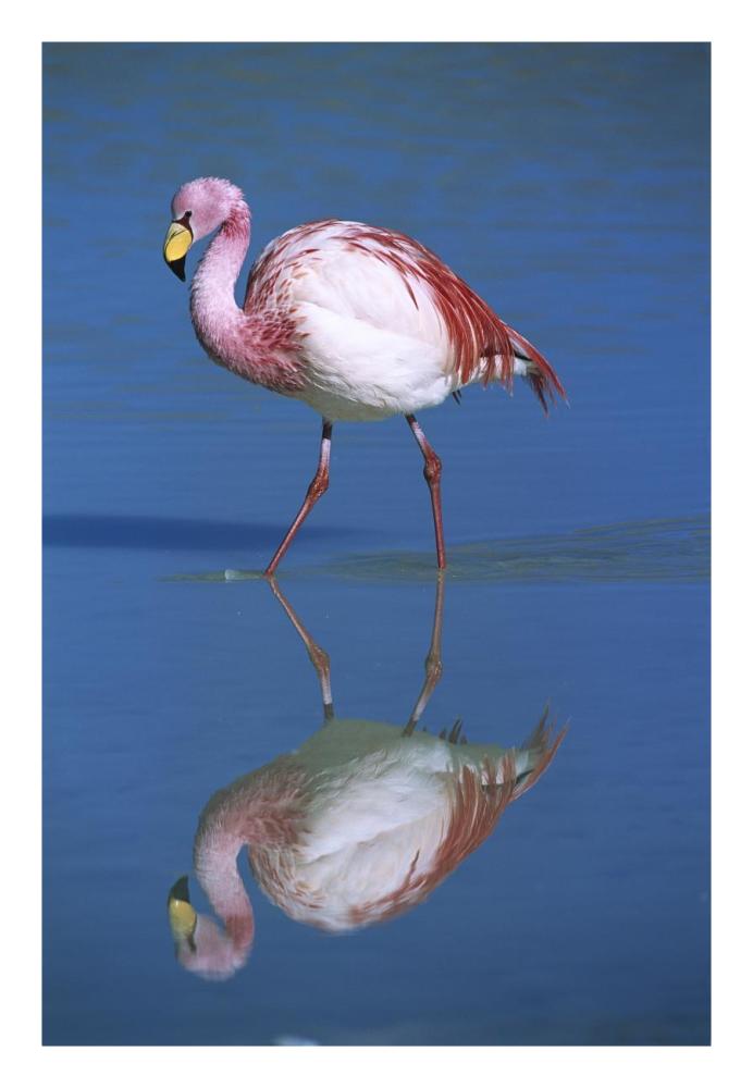 Puna Flamingo wading, Laguna Colorada, Bolivia-Paper Art-18"x26"