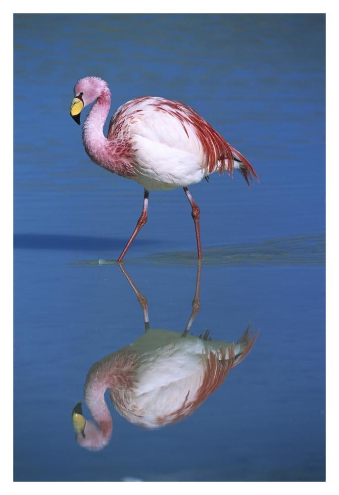 Puna Flamingo wading, Laguna Colorada, Bolivia-Paper Art-26"x38"
