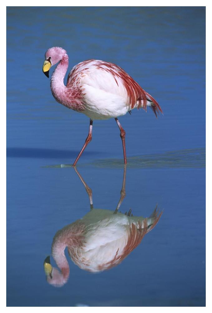 Puna Flamingo wading, Laguna Colorada, Bolivia-Paper Art-34"x50"