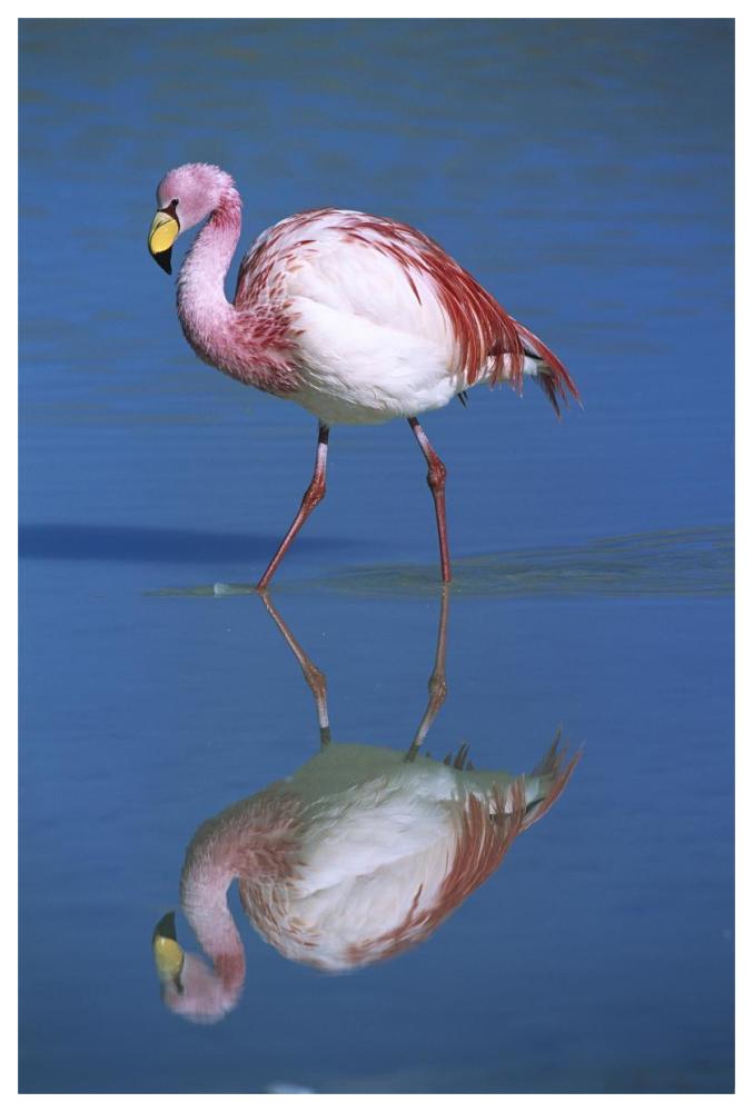 Puna Flamingo wading, Laguna Colorada, Bolivia-Paper Art-42"x62"