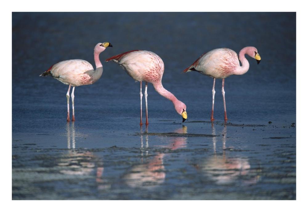Puna Flamingos drinking from freshwater springs, Laguna Colorada, Bolivia-Paper Art-26"x18"