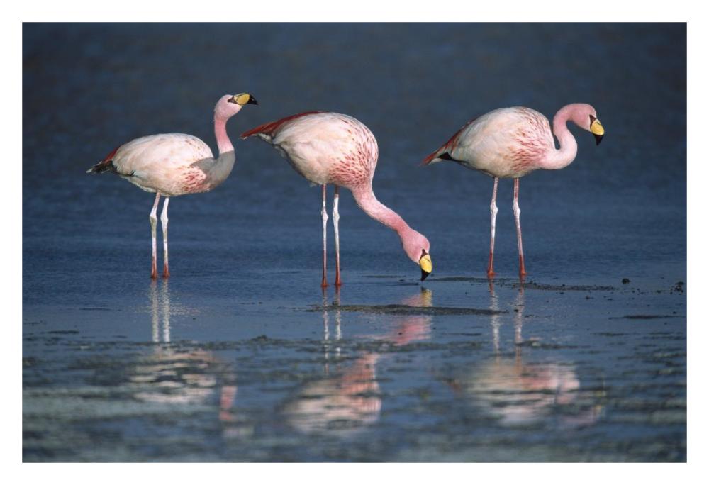 Puna Flamingos drinking from freshwater springs, Laguna Colorada, Bolivia-Paper Art-32"x22"