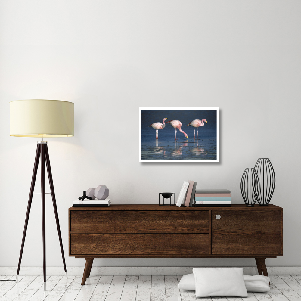 Puna Flamingos drinking from freshwater springs, Laguna Colorada, Bolivia-Paper Art-32&quotx22"