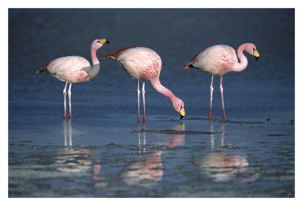Puna Flamingos drinking from freshwater springs, Laguna Colorada, Bolivia-Paper Art-38"x26"