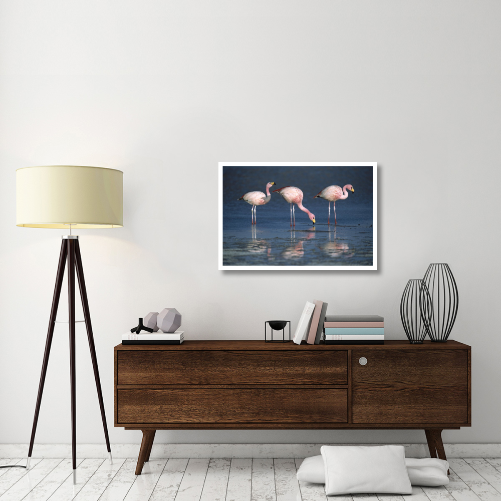 Puna Flamingos drinking from freshwater springs, Laguna Colorada, Bolivia-Paper Art-38&quotx26"
