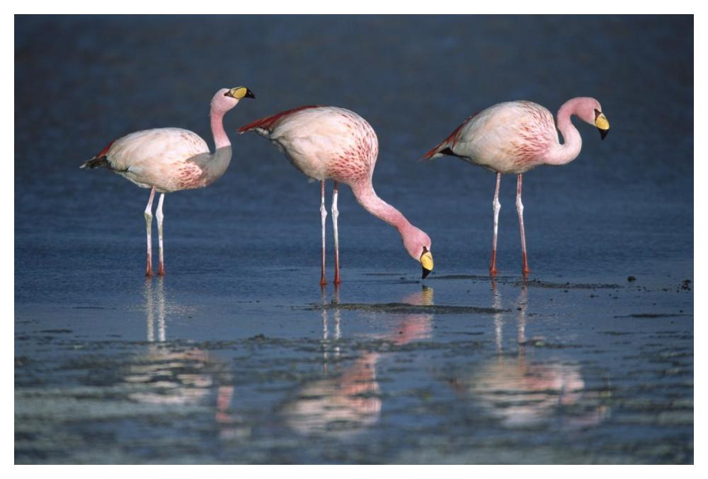 Puna Flamingos drinking from freshwater springs, Laguna Colorada, Bolivia-Paper Art-50"x34"