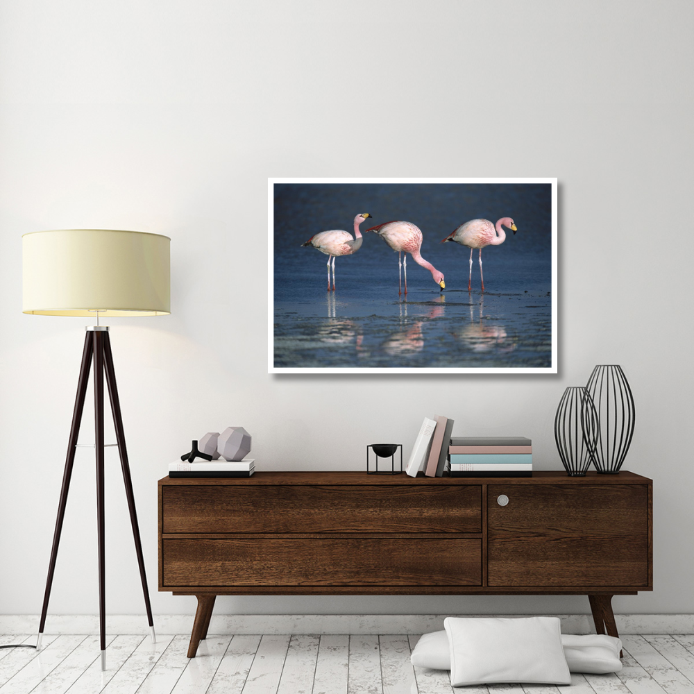 Puna Flamingos drinking from freshwater springs, Laguna Colorada, Bolivia-Paper Art-50&quotx34"