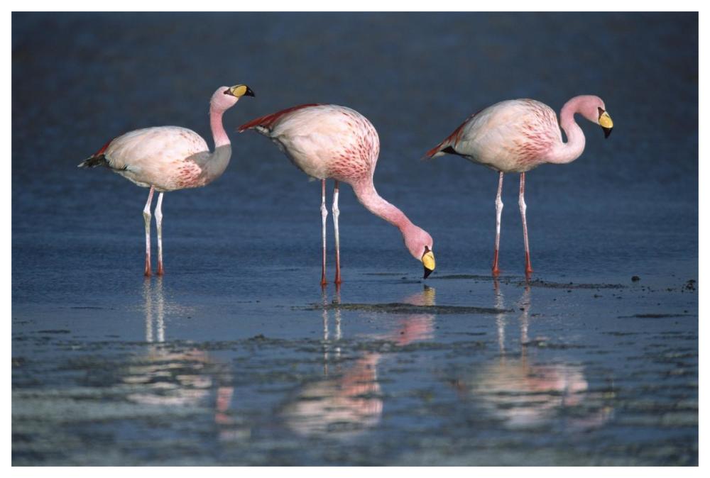 Puna Flamingos drinking from freshwater springs, Laguna Colorada, Bolivia-Paper Art-62"x42"