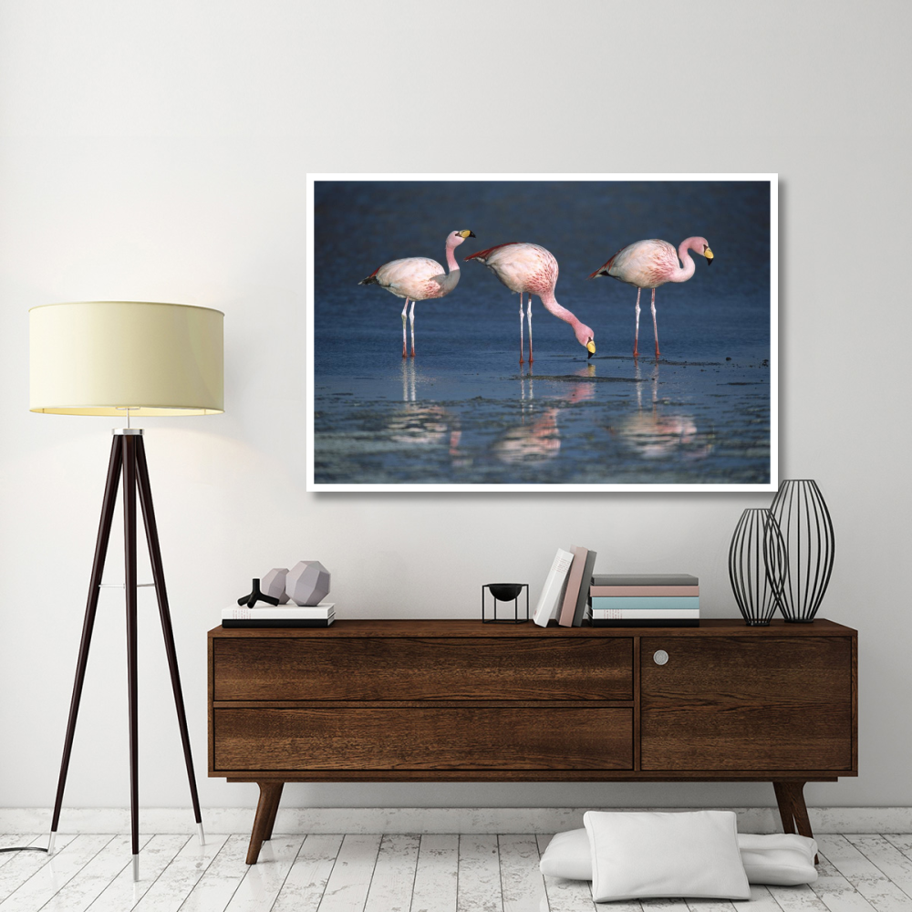 Puna Flamingos drinking from freshwater springs, Laguna Colorada, Bolivia-Paper Art-62&quotx42"