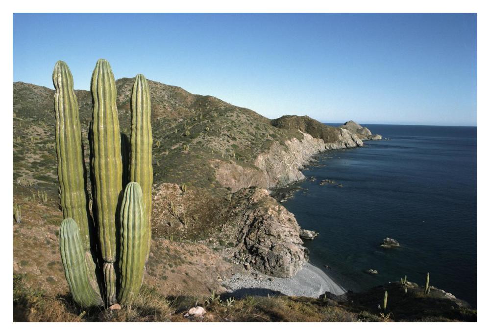 Giant Cardon cactus, Santa Catalina Island, Sea of Cortez, Baja California, Mexico-Paper Art-20"x14"