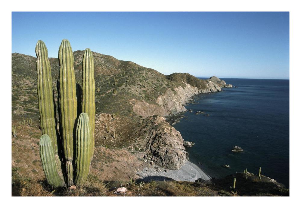 Giant Cardon cactus, Santa Catalina Island, Sea of Cortez, Baja California, Mexico-Paper Art-26"x18"