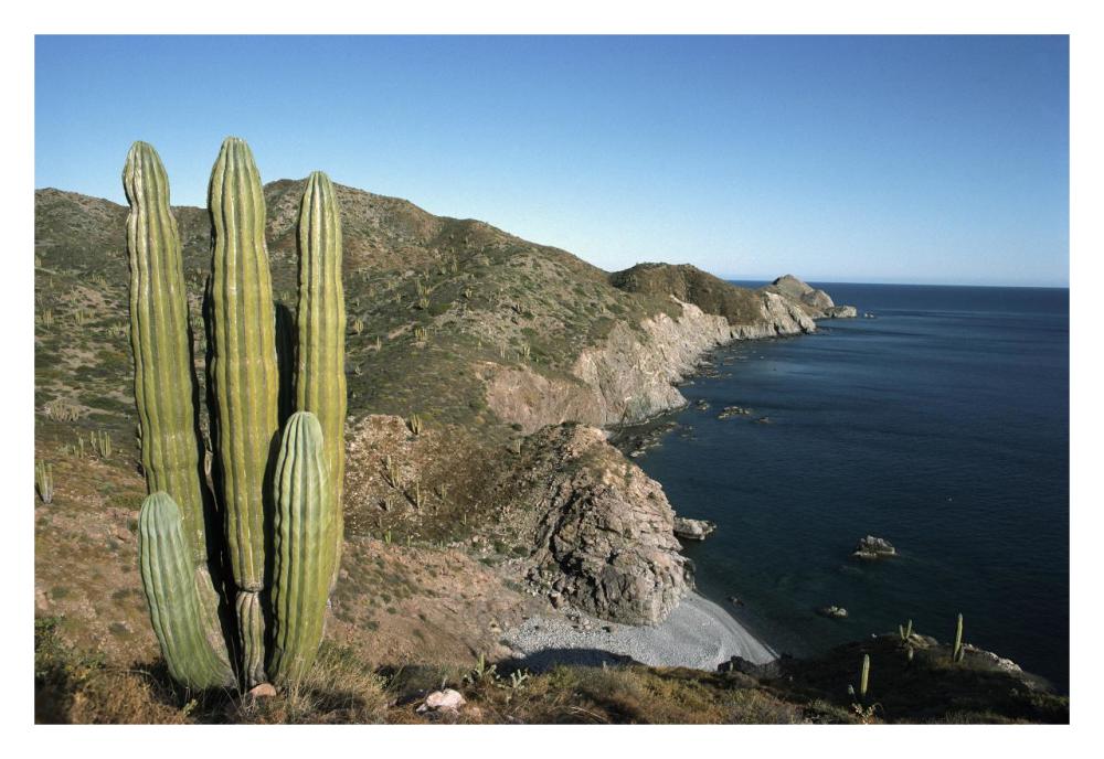 Giant Cardon cactus, Santa Catalina Island, Sea of Cortez, Baja California, Mexico-Paper Art-32"x22"
