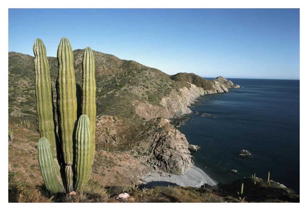 Giant Cardon cactus, Santa Catalina Island, Sea of Cortez, Baja California, Mexico-Paper Art-38"x26"
