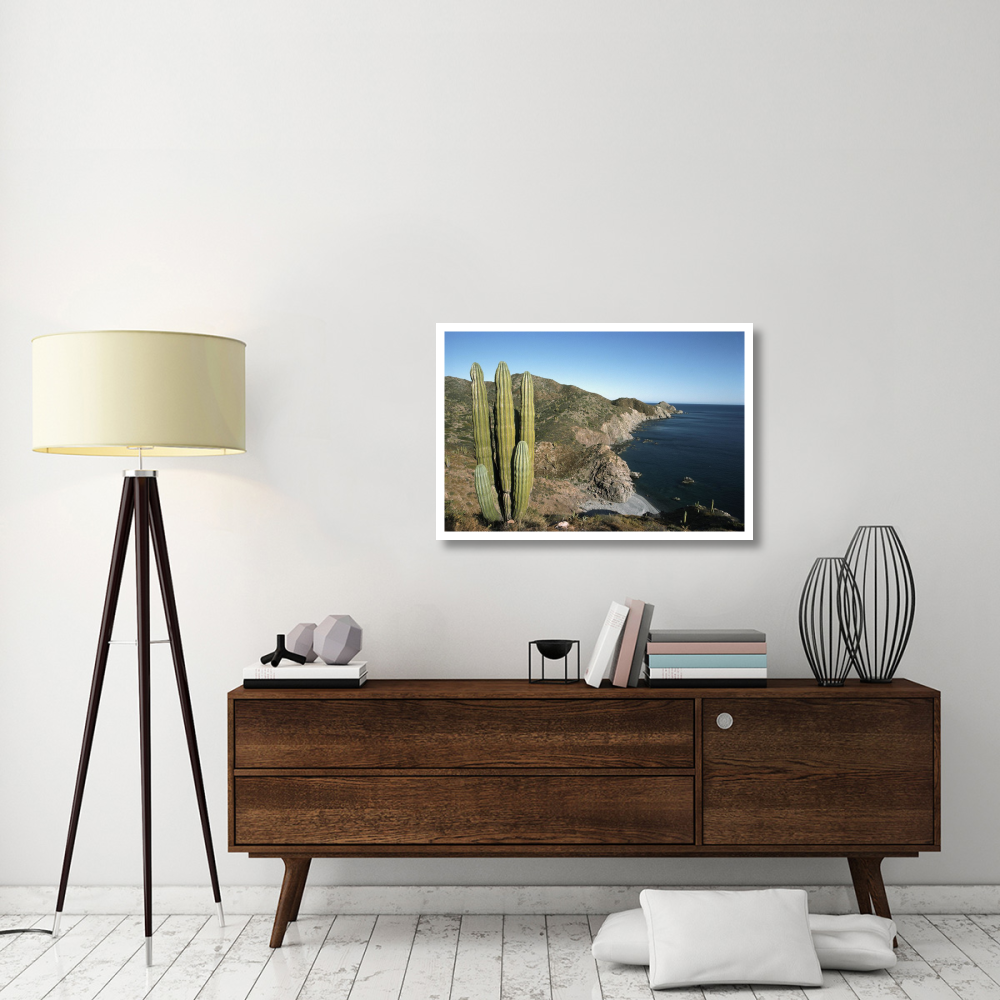 Giant Cardon cactus, Santa Catalina Island, Sea of Cortez, Baja California, Mexico-Paper Art-38&quotx26"