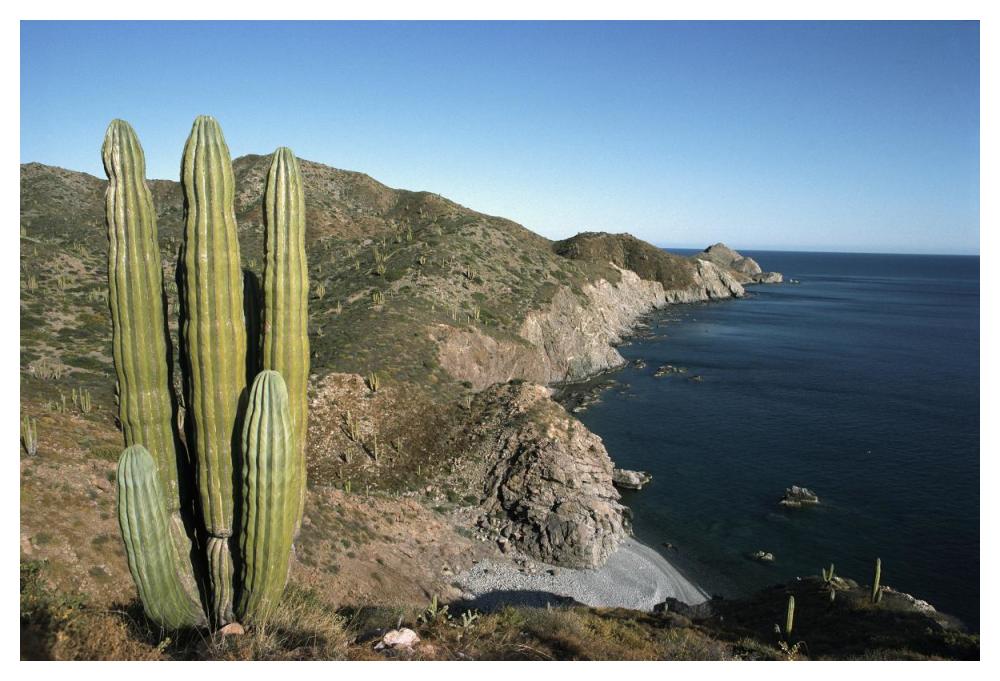 Giant Cardon cactus, Santa Catalina Island, Sea of Cortez, Baja California, Mexico-Paper Art-50"x34"