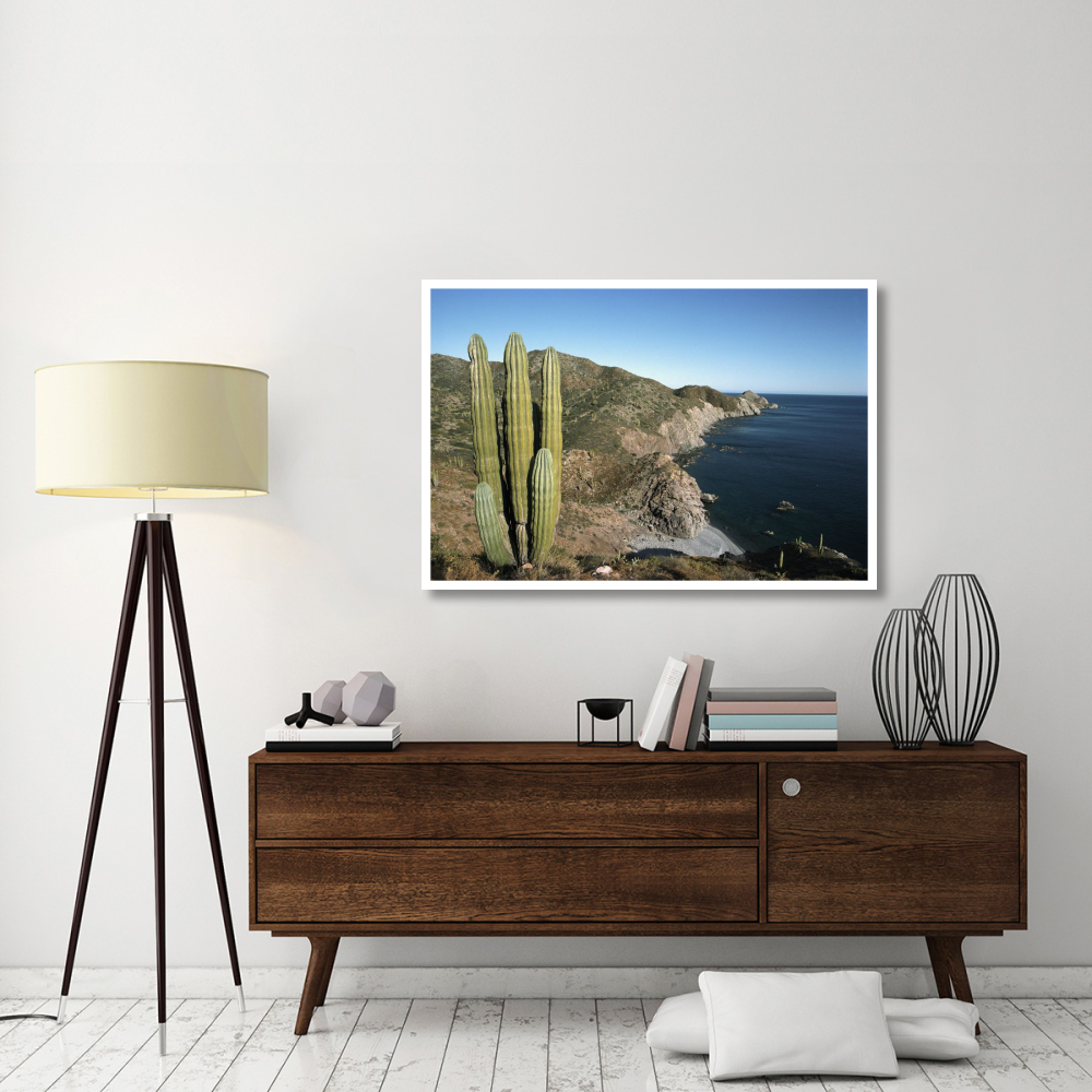 Giant Cardon cactus, Santa Catalina Island, Sea of Cortez, Baja California, Mexico-Paper Art-50&quotx34"