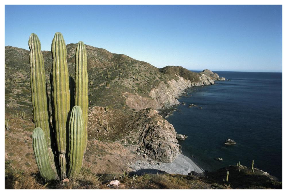 Giant Cardon cactus, Santa Catalina Island, Sea of Cortez, Baja California, Mexico-Paper Art-62"x42"