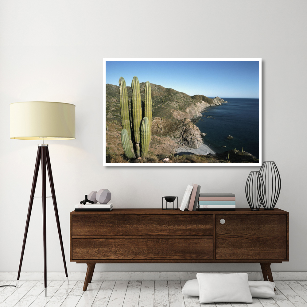 Giant Cardon cactus, Santa Catalina Island, Sea of Cortez, Baja California, Mexico-Paper Art-62&quotx42"